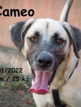 Cameo - Action auf 4 Pfoten - Rinteln