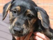 Süßes Hundebaby Erin! - Althütte