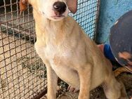 Theo - Im Tierheim Kelkheim - - Bad Vilbel