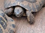 Griechische Landschildkröte NZ2002, männlich, 23Jahre - Trebur