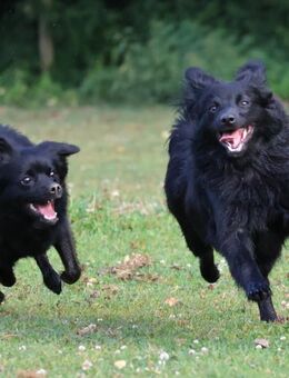 Schwarze Großspitz Junghunde - Adlkofen