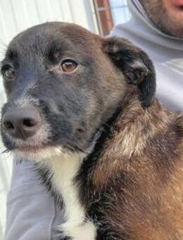 ROSETTA - so eine süße kleine Maus - Regensburg