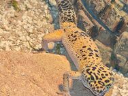 5 Leopardgeckos mit Terrarium - Lampertheim