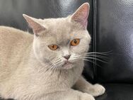 BKH Britisch Kurzhaar Katze reinrassig Lilac - Mühlheim (Main)