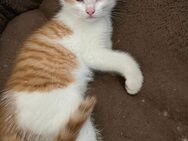 Katze sucht neues Zuhause - Kaufbeuren