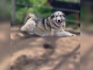 Zsuzsa Malamute Mix - Frankfurt (Main)