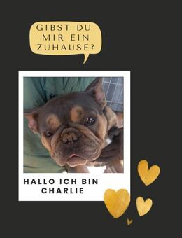 CHARLIE PP Bestager sucht seine Familie - Neustadt (Rübenberge)