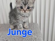 Britisch kurzhaar kitten - Hambergen