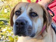 Notfellhündin♥Honey♥sucht dringend PS/ES - Hamburg