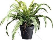 Kunstpflanze Waldfarn Farn, Creativ green, Höhe 35 cm, mit Wurzeln