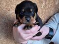 Sehr hübsche reinrassige Rottweiler Welpen mit Papiere in 67346