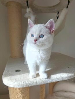 BKH kitten mit schönen blauen Augen - Detmold