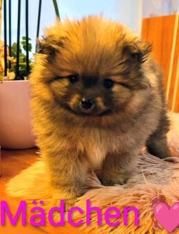Pomeranian Zwergspitz Welpen - Schriesheim