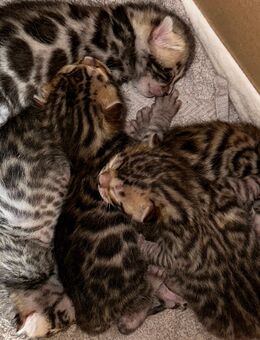 5 kleine Bengalen sind auf der Suche nach einem Zuhause - Erfurt