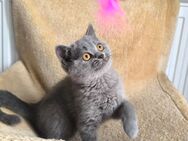 BKH Kitten Mädchen Auszugsbereit - Hamburg