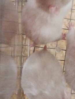 Goldhamster - Magdeburg