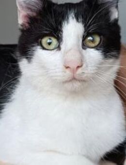Raton - Jungkater sucht Zuhause - Wilhelmsfeld
