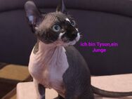 Sphynx Katzen Jungen suchen ein neues Zuhause - Berlin Marzahn-Hellersdorf