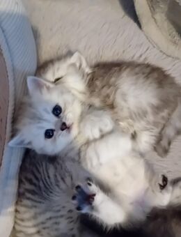 BKH Mädchen Silver Tabby - Heldrungen