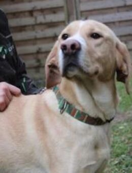 Yoko su.geduldige Besitzer - Neuhausen (Spree)