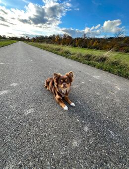 Deckrüde Chihuahua - Nordendorf