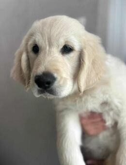 Niedliches Goldiewelpchen Sansa - Mannheim