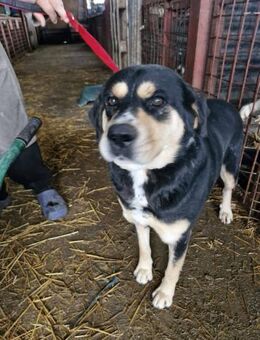 Bessy - gemütlich, ruhig, dankbar - Alfdorf