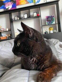 Zwei Geschwister Katze, Preis für Einzelkatze - Mönchengladbach