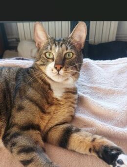 🐈 Charmanter Kater Naso 💛 - Eislingen (Fils)