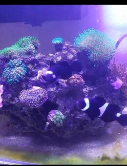 Biete Aquarium Reinigung und Service - Chemnitz