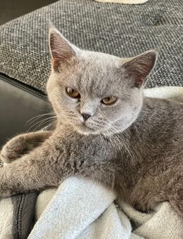 Britisch Kurzhaar Katze - Wiehl