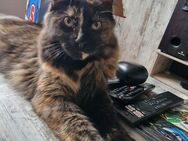 Maine Coon - Bleicherode