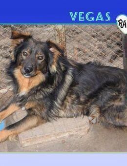 ✨VEGAS - BIST DU SEIN VOLLTREFFER?✨ - Alfeld (Leine)