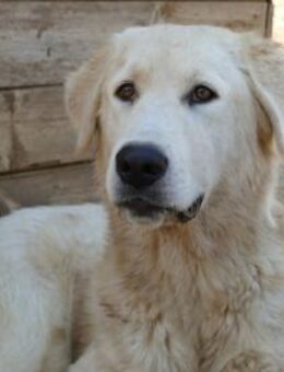 Alex sucht liebe Menschen - Neuss