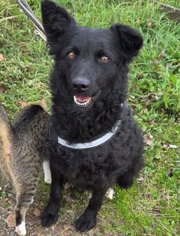 Fellschatz ♥Milly♥ lieb und Katzenfreund - Hamburg