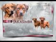 Rhodesian Ridgeback Wurfankündigung in 29690