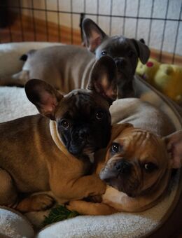 Französische Bulldoggen Welpen - Nürnberg