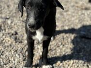 Gotti- zuckersüße Fellnase sucht Familie - Celle