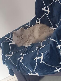 Perser Katze abzugeben. - Sundern (Sauerland) Zentrum