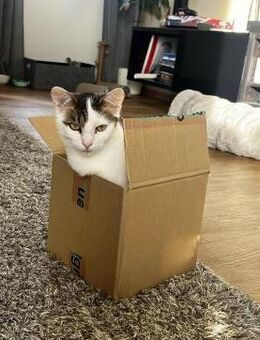 Schmusekatze ANNABELLE sucht! - Berlin