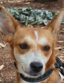 FLY sucht seine Lieblingsmenschen - Sulzfeld (Baden-Württemberg)