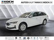 Skoda Octavia, 1.5 TSI Combi WINTER, Jahr 2024 - Ahrensfelde