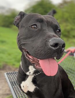 Bella sucht Zuhause - Herne