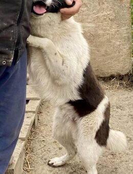 Ike - freundlich und neugierig - Westerholt