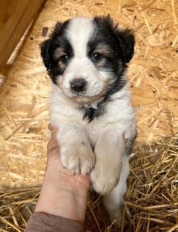 Benji ist zum Verlieben - Großefehn