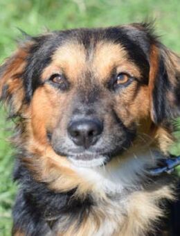 Gobo - freundlich & vorsichtig - Lohmar