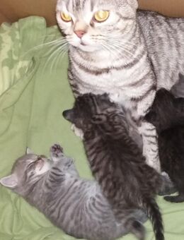 BKH Kitten reinrassig - Plettenberg