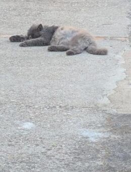 Persa; der Friedhofskater - Geilenkirchen