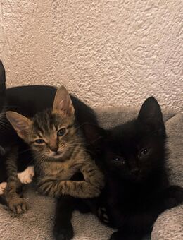 💖 Klein Kitte sucht ein wundervolles Zuhause 🐾 - Wunsiedel