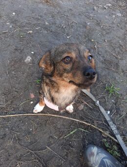 Kleine Hündin Sam wünscht sich ein Zuhause - Muldestausee